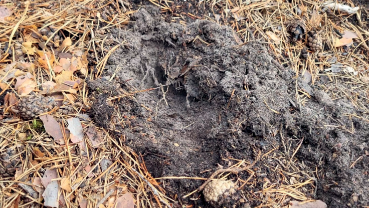 Nach ca. 5 h Landregen und 1 h Starkregen sickerte in diesem Beispielfall mit Feinsand und Schluffanteilen Oberflächenwasser nur langsam in eine geringe Tiefe in den Boden von etwa 5 cm