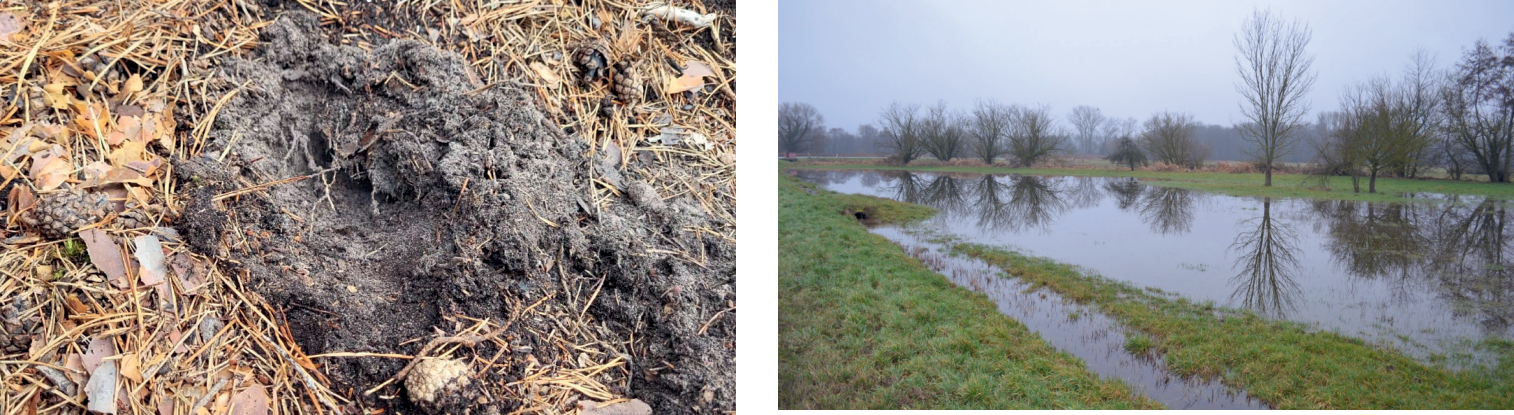 Steht Wasser temporär auf der Geländeoberfläche, ist es nicht im Baugrund, sonst wäre es nicht auf ihm, sondern darin. Infiltration in den Boden wirkt sich i.d.R. nur in Nähe von Fließgewässern aus und wird dort durch Bemessungsgrundwasserstände berücksichtigt. Oberflächenwasser infiltriert wegen Fließwiderständen im Boden langsam, solange keine bis an die Gelände oberfläche führende Vertikaldräne angeordnet werden